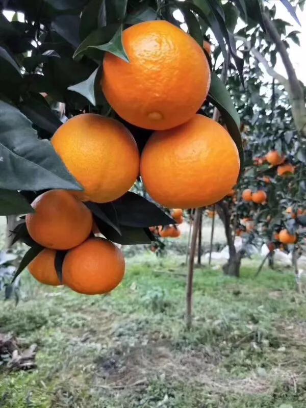 家乡特产果子图片,家乡的果子