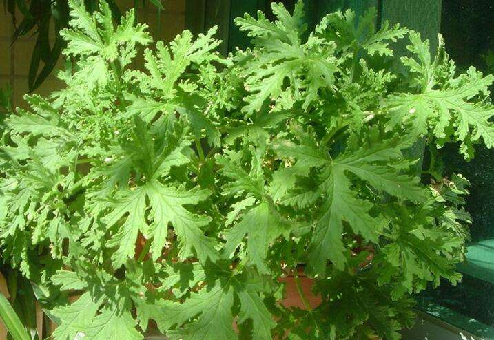 家里养的驱蚊植物叫什么草,适合户外庭院种的驱蚊草