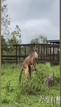 美国动物园内一袋鼠用尾巴站立,世界上最强壮的一只袋鼠