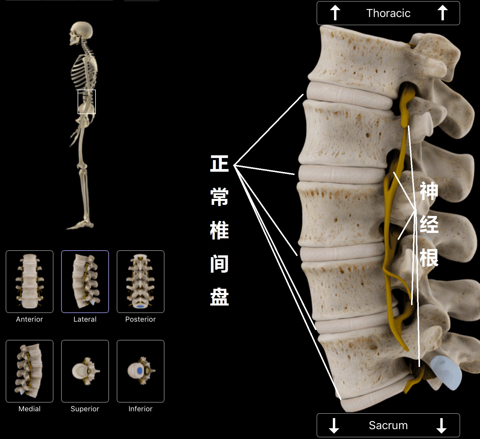 介绍一下治腰痛小窍门,不同腰痛的诊断与治疗