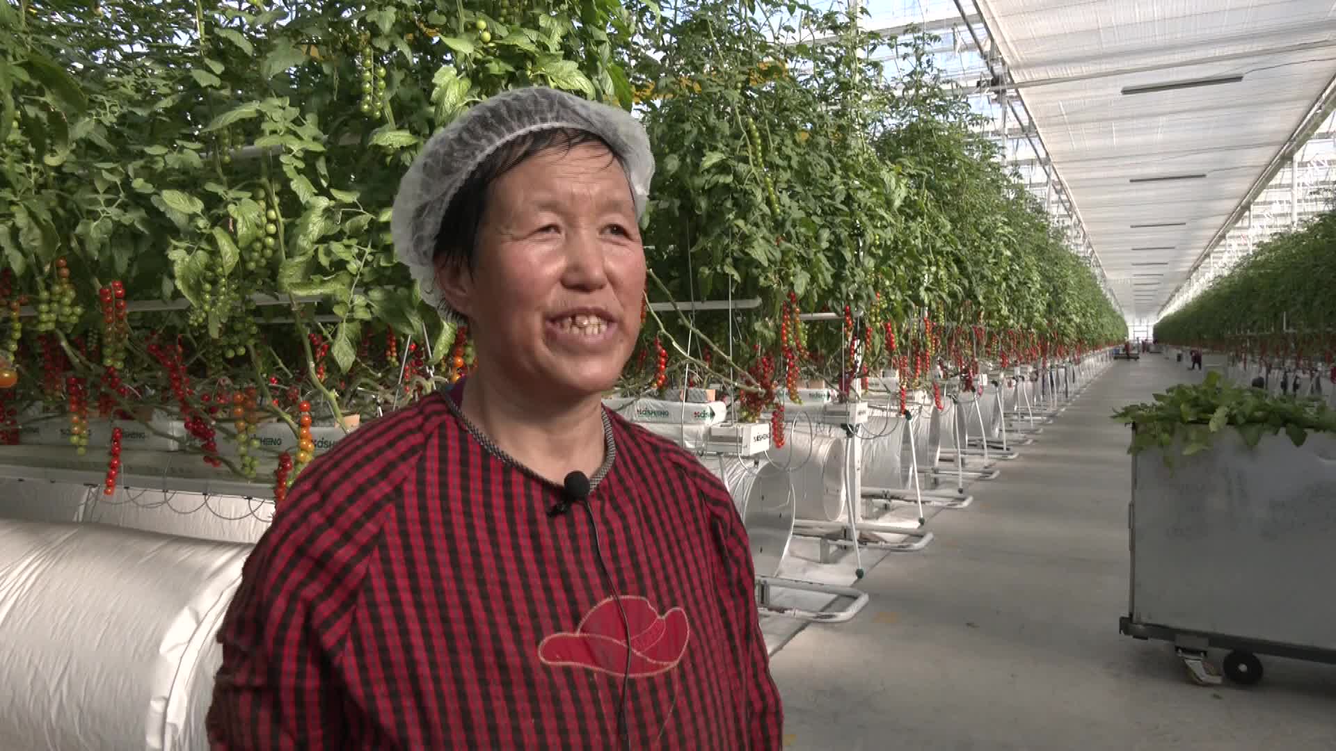 【加快项目建设推进高质量发展】戈壁滩崛起“农业工厂”——古浪越海农业书写古浪现代农业新篇章