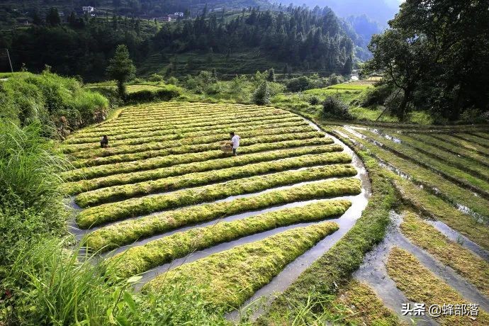 本是农村常见中药材，如今成了运输中的“急救包”，价格大涨