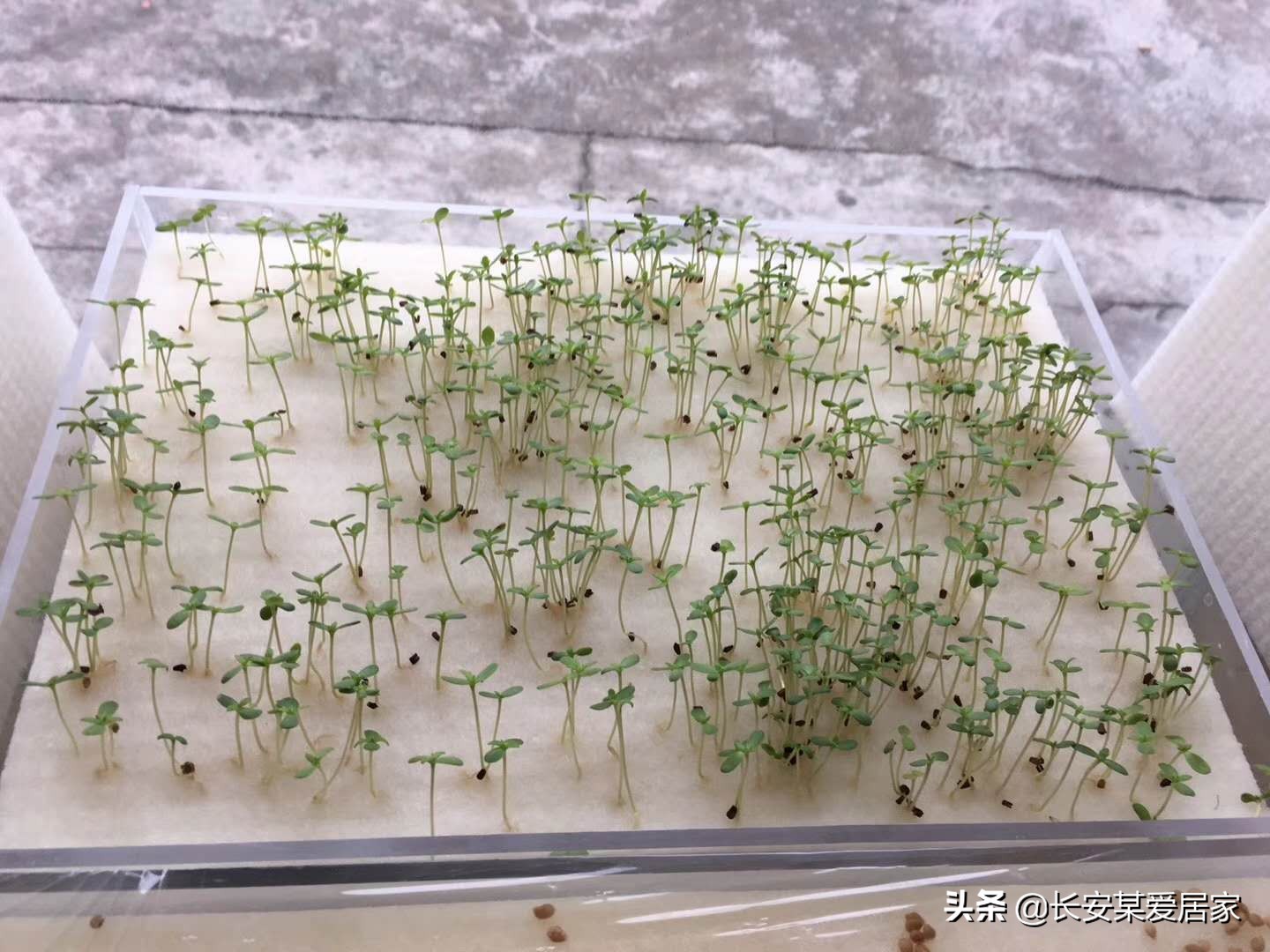 硬质有氧棉,有氧棉材料图片