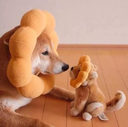 狗狗总是喜欢舔人怎么回事,狗狗总喜欢舔主人的手是咋回事