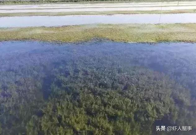冬天小龙虾池塘青苔太多怎样清除,小龙虾养殖期间水发红怎么办