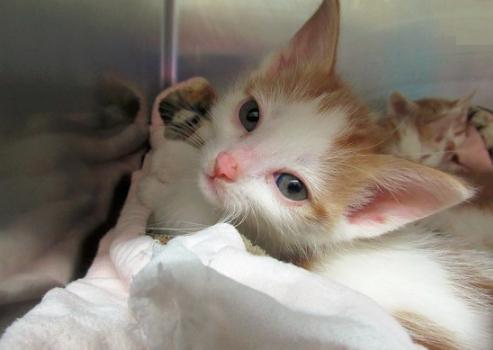 猫咪鼻子不透气怎么解决,猫咪鼻子不通气怎么缓解