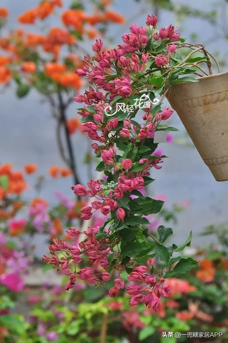 春天花会开|这20家植物淘宝店，植物杀手看了也想买！