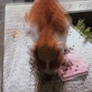 同伴被困空房子,流浪猫向人类求助,获救后它竟主动让出食物