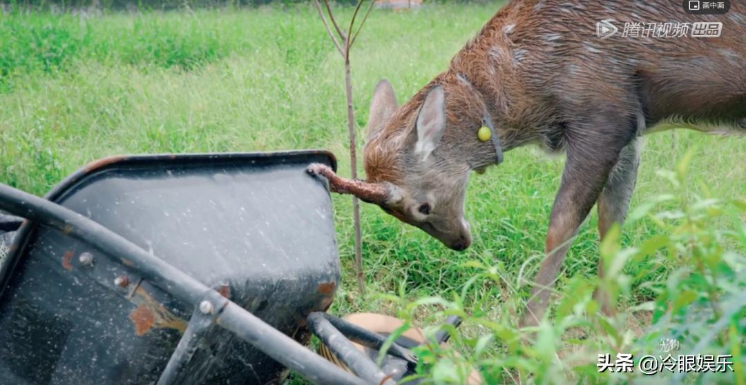 小动物永远都幸福,小动物长得最美也最可爱