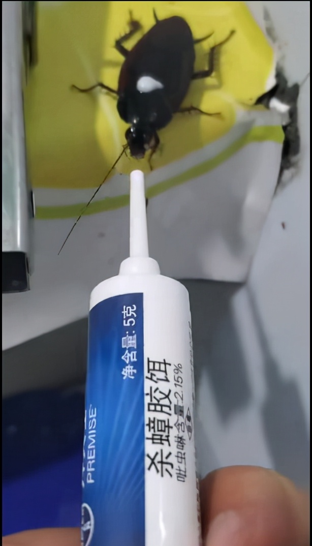 第一次看见会飞的蟑螂视频,孩子看到蟑螂