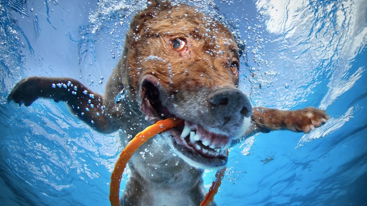 狗狗呕吐越来越严重是怎么回事,狗狗呕吐是什么原因造成的怎么办