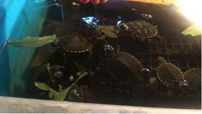 龟怎样才算认可主人,怎么增加和龟的互动性