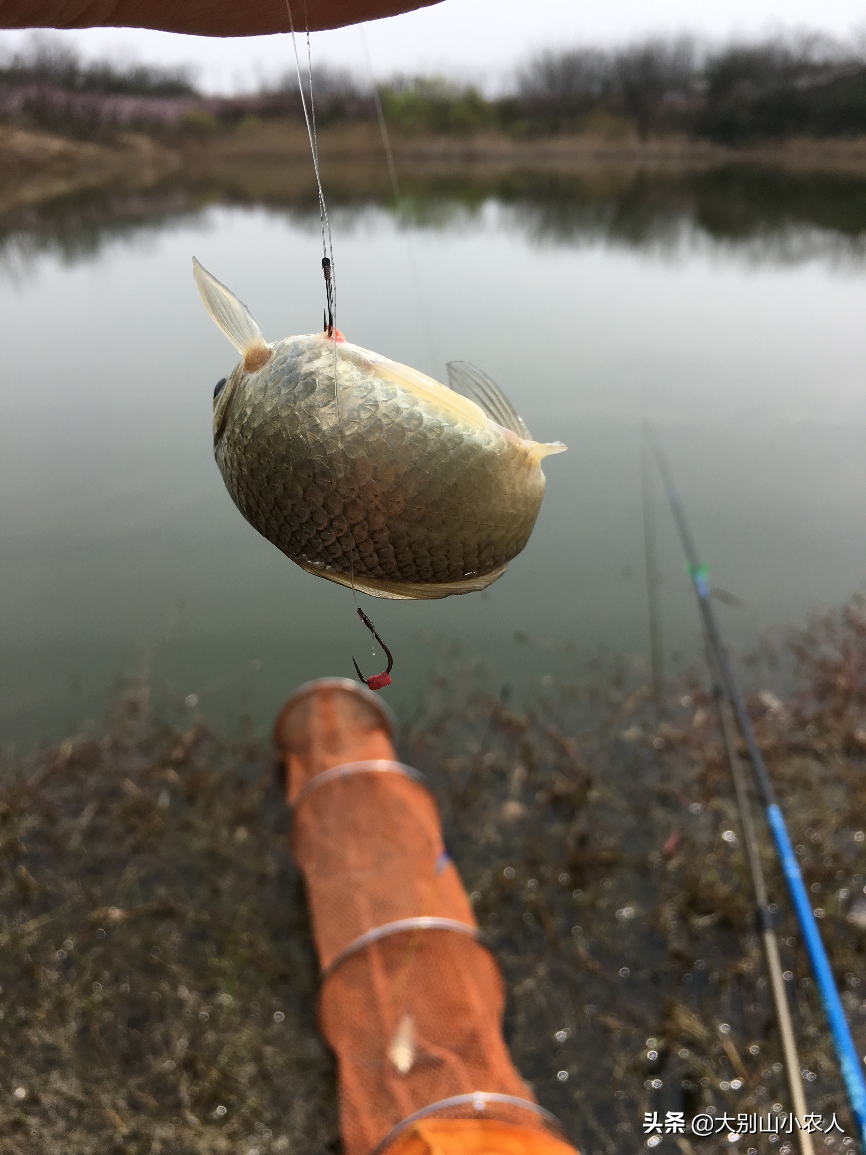 野钓老是锚鱼上来怎么回事,钓鱼总是锚鱼