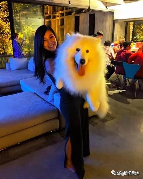 要狗看门？千万别选萨摩耶！这货除了笑不会干别的了