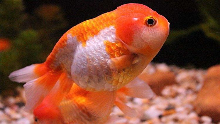 为什么家里养的金鱼总缺氧,新入鱼缸如何判断金鱼缺氧了