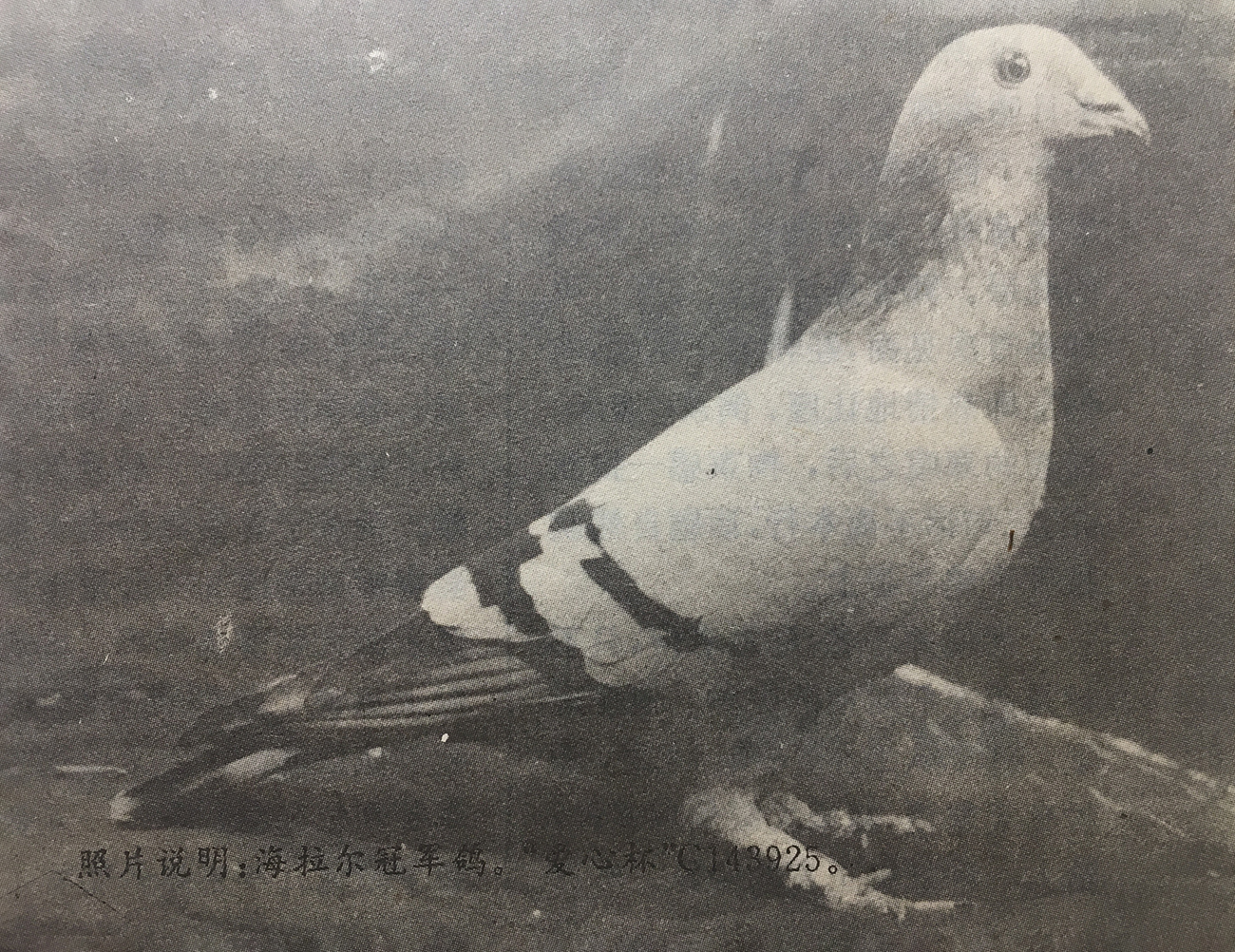 10000公里冠军鸽奖金,两千公里冠军鸽