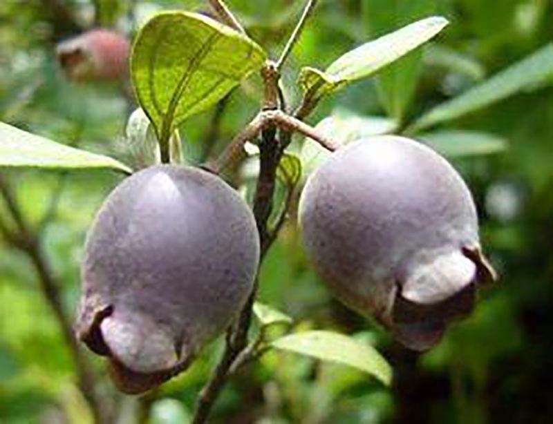 山上摘的野生稔子,客家稔子果