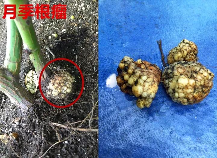 发现植物有烂根如何处理,发现植物有病害什么时候去治