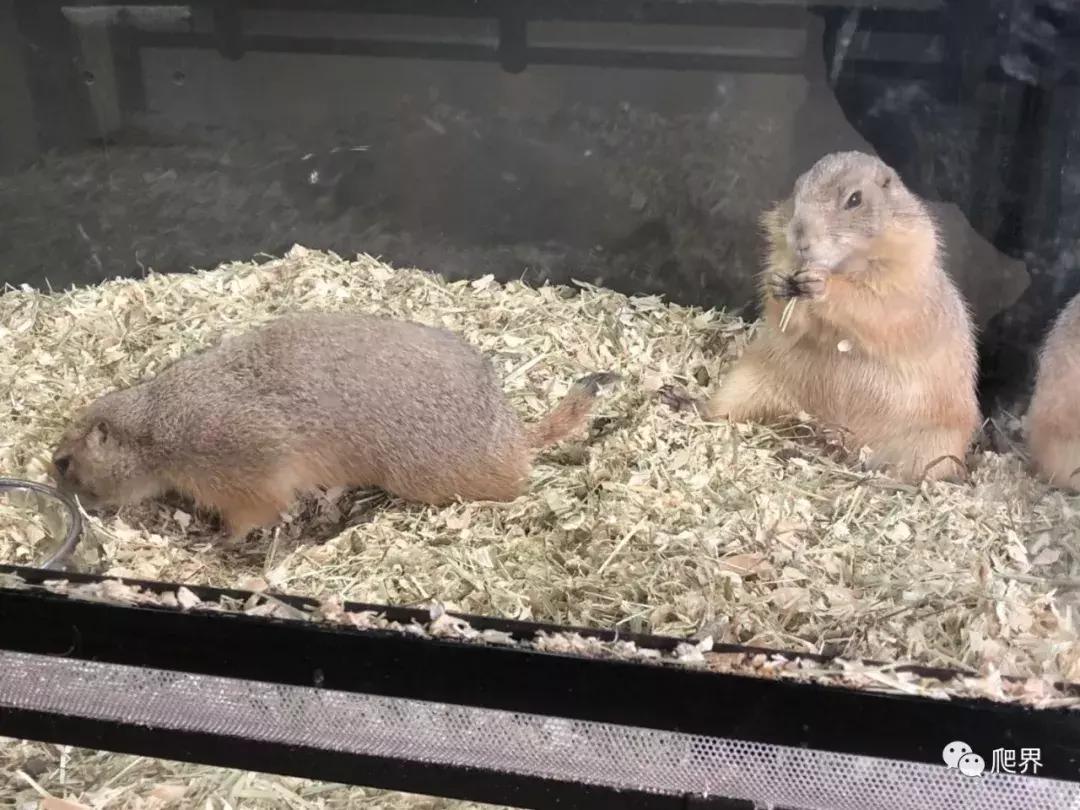 湛江爬宠店,深圳爬宠店在哪里