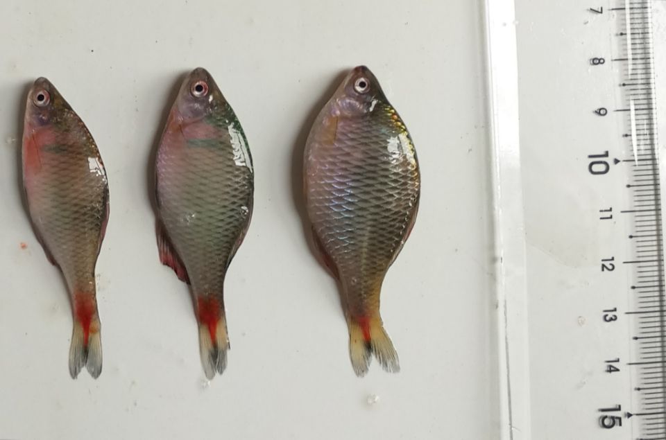 小河里常见这种漂亮小鱼,小河里有哪些常见的鱼儿