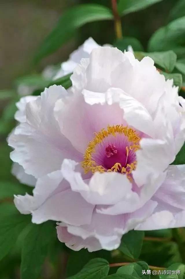 古诗中赞美牡丹的诗句有哪些,我见过雍容华丽的牡丹阅读答案