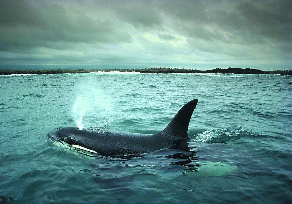 在水里鲸鱼是如何给鲸宝宝哺乳的,鲸是怎么哺乳的