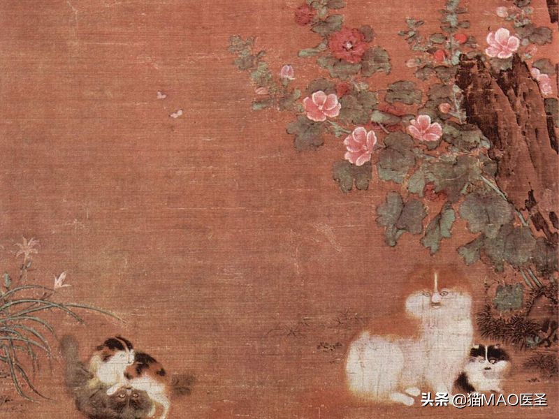 在中国记载的猫最早来源于哪里,中国从古至今养猫的历史