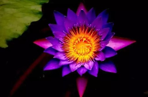 世界十大花卉排行榜名单,世界十大名贵花草