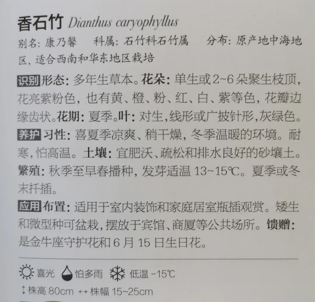 十二星座双子座的守护花,双子座守护花是什么星座