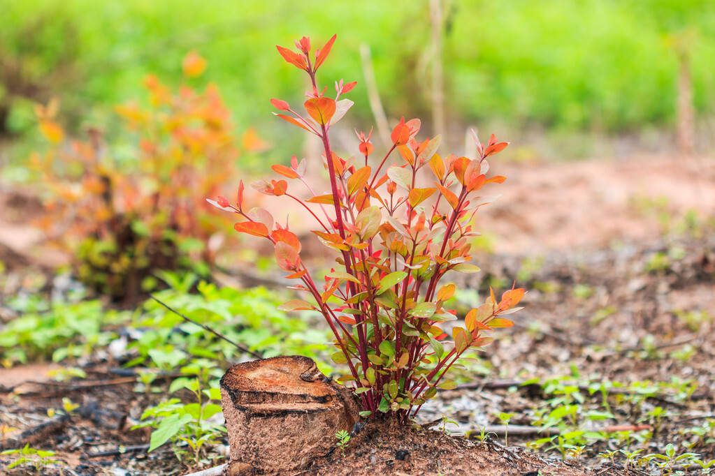 广西桉树真的要清除吗,广西的桉树