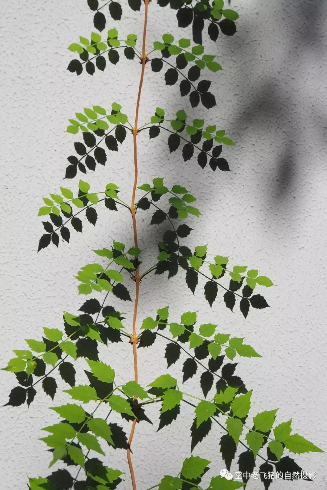 奥林巴斯12-100pro参数,奥林巴斯12-100pro镜头测评