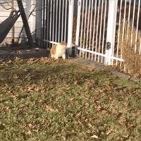 笑不停：老虎：你感动么？狗子：不敢动不敢动。