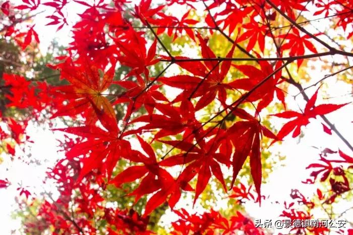 到唐诗中欣赏四季的诗句,诗词经典赏析唐诗三百首唯美古风