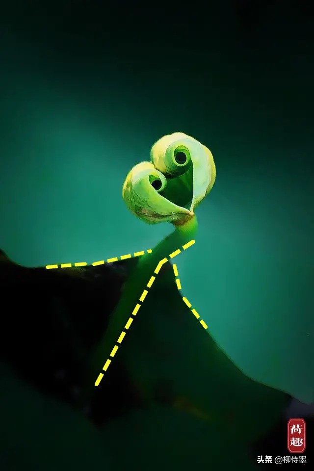 荷花怎么拍出高级感的照片航拍,荷花怎么拍出高级感的照片