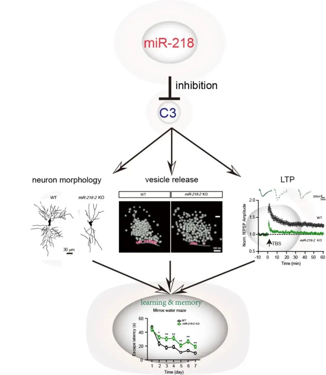 人类首次实现脑机信号无线高宽带传输，曹原又发Nature|一周科技导读