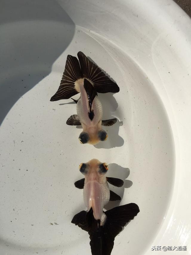 网箱养鱼该如何用药,养鱼的正确方式和技巧