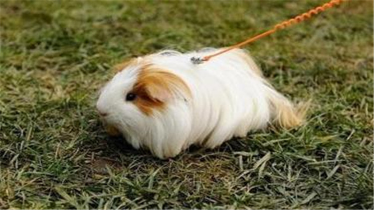 仓鼠装死合集,仓鼠装死被主人弄死