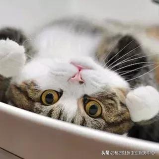 疫苗接种最新通告注意事项,预防接种异常反应怎么紧急处理