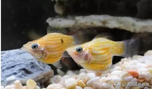 什么观赏鱼好看也好养视频,什么观赏鱼好看又皮实