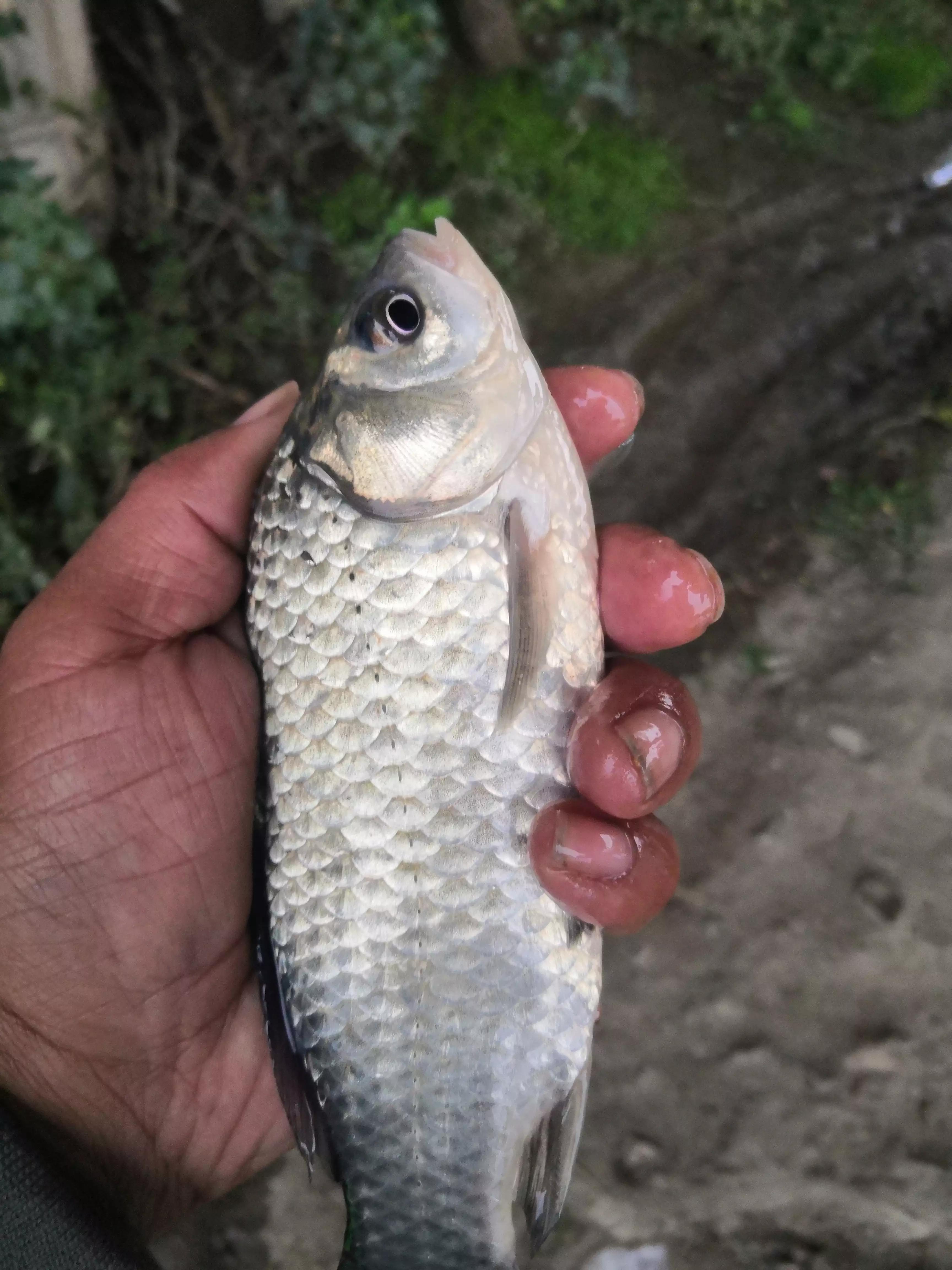 英雄桥野钓视频,英雄大桥底钓鱼开车路线