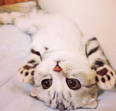 宠物猫拉稀是什么情况,宠物猫拉稀是什么原因