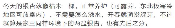 什么花放在家里最好看最实用,放家里风水好又好养的花有哪些