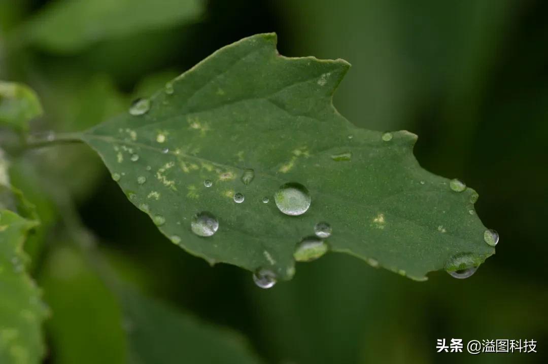 尼康z50mm2.8s微距,尼康z1052.8微距镜头