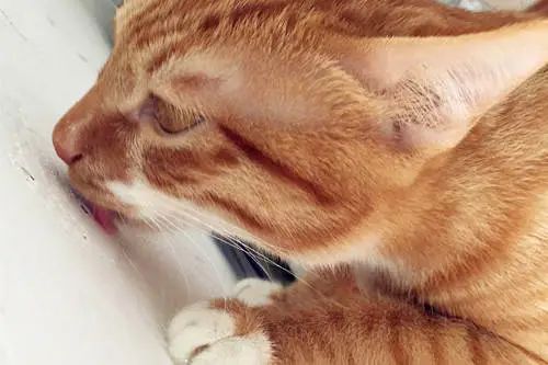 猫咪不习惯吃的表现,猫咪不为人知的用途