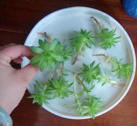 观音莲如何养得好看,观音莲怎么养周围能有一圈头