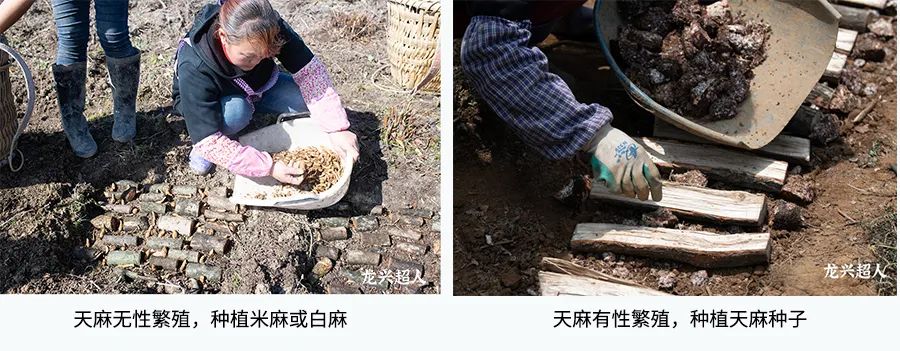 达州道地药材天麻,正宗中药材天麻