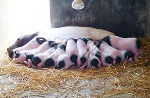 母猪产仔过多要怎样养活,提高母猪产仔成活率论文