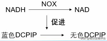 过氧化氢酶检测方法,reca酶活性检测