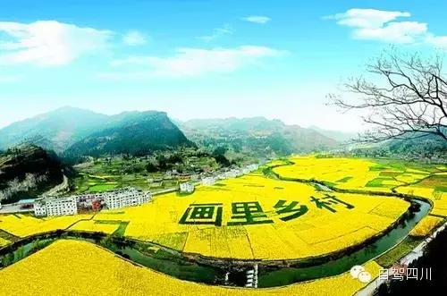 四川过年油菜花风景视频,3月去四川哪里看油菜花
