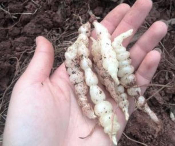 农地里有1种“地环”,比车前草顽强,1斤卖20元,珍贵、值钱